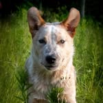 Jean-Daniel Bouchard - @_cogs_n_dogs_ - Instagram
