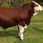 Jan Bradshaw - @bluedogsimmentals - Instagram