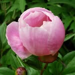 Jan Branch Clark - @branchgarden - Instagram