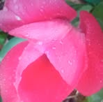 Jan Breeden - Facebook