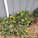 Janette Brodbeck - @janettebrodbeck - Instagram