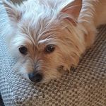 jan broomes - @broomesjan - Instagram