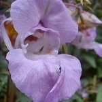 Jan Buckley - @orchidlove2020 - Instagram