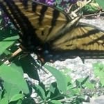 Janet Lachman Burnside - @janetlachmanburnside - Instagram