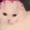 Jan Cameron A. Costales - @jan.cameron.a..co - TikTok