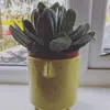 Janice Cawley892 - @weestretch - TikTok