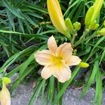Jan Compton Dickey - @joesnonnie - Instagram