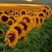 Jan Copley - Facebook