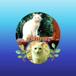 Jan Cordes - @5150catlady - Instagram