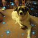 Janice Corey - Facebook