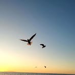 Jann Crossman - Facebook