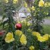 Jan Crum - Facebook