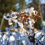 Jan Curry Fortier - @claddaghsmom - Instagram