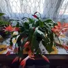 jansilviodahl - @jansilviodahl - TikTok