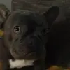 Daniel jans - @daniel.jans2 - TikTok