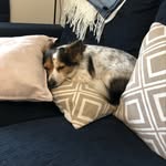 Jan Daniels - @jandaniels55 - Instagram
