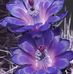 Jan Darling - Facebook