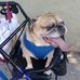 Janice DeMaio - Facebook