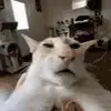 Jan - @jan_eisenberger - TikTok