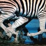 Jan Eisner - @runforthestripes - Instagram