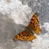 janelle_r - @janelle_r3 - TikTok
