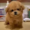 JaneNg_ - @janeha.ng - TikTok