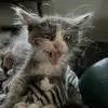 janeensley8 - @janeensley8 - TikTok