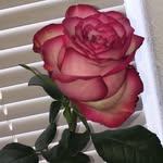 Jan Fairchild - @jfairch1 - Instagram