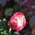Janet Faircloth - @jntf44 - Instagram