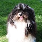 Jane Falkenstein - @ch_havanese - Instagram