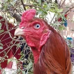 Jan Fast Kulangi - @janfastkulangi - Instagram