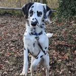 Jan Fels - @elcsokos - Instagram