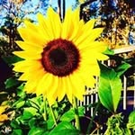 jan flaherty - @flaherty_jan - Instagram