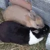 Lini&Jan&Flecki❤️❤️ - @šlomô - TikTok