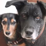 Jan Forbes - @lovemydogs1960 - Instagram