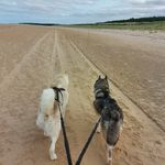 Jan Franks - @jans.waggywalks - Instagram