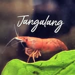 JangalangFish - @jangalangfish - Instagram