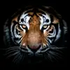 user9884402912778 - @jangalthamirza - TikTok
