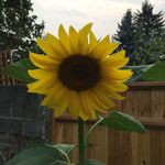 Jan Goetz - @jangoetz5464 - Instagram