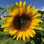 Jan Griffiths - @welshy82 - Instagram