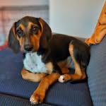 Jan Hardy - @poochesandpaws2014 - Instagram