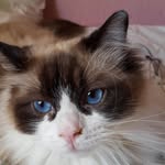 jan hardy - @mabelandlouismummy - Instagram