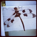 Jan Hardy - @kanejc - Instagram