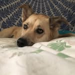 harlow jane🐕 - @harlow_jane - Instagram