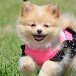 Jean Harlow Pickles Pomeranian - @jean_harlow_pickles - Instagram