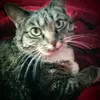 Jan Hatchett - @jan.hatchett - TikTok