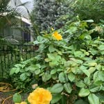 Jan Hedrick - @dana9003033 - Instagram