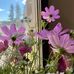 Jane Hedrick - Facebook