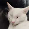 Janya Hickey - @janya.hickey - TikTok
