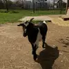 Jan Holík - @josefsulll - TikTok